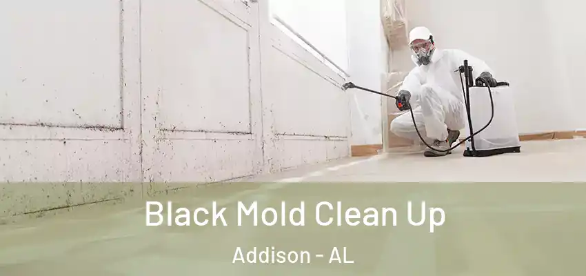  Black Mold Clean Up Addison - AL