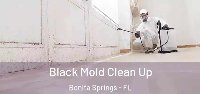 Black Mold Clean Up Bonita Springs - FL