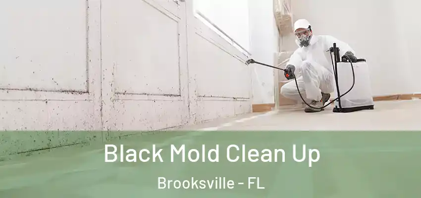 Black Mold Clean Up Brooksville - FL