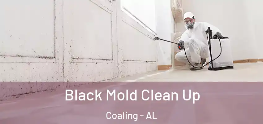 Black Mold Clean Up Coaling - AL