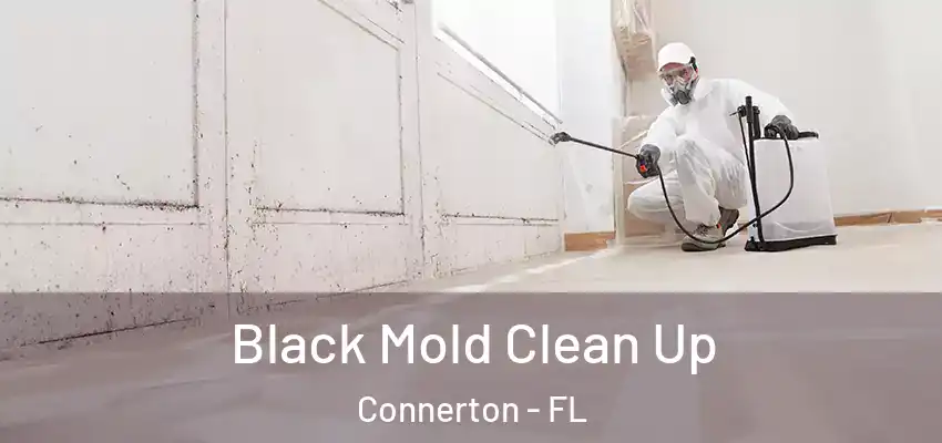 Black Mold Clean Up Connerton - FL