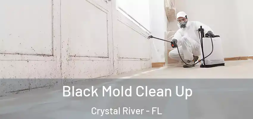 Black Mold Clean Up Crystal River - FL