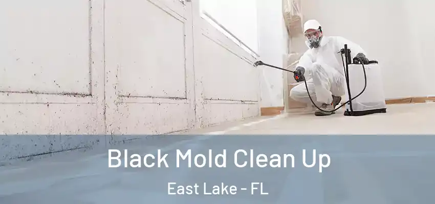 Black Mold Clean Up East Lake - FL