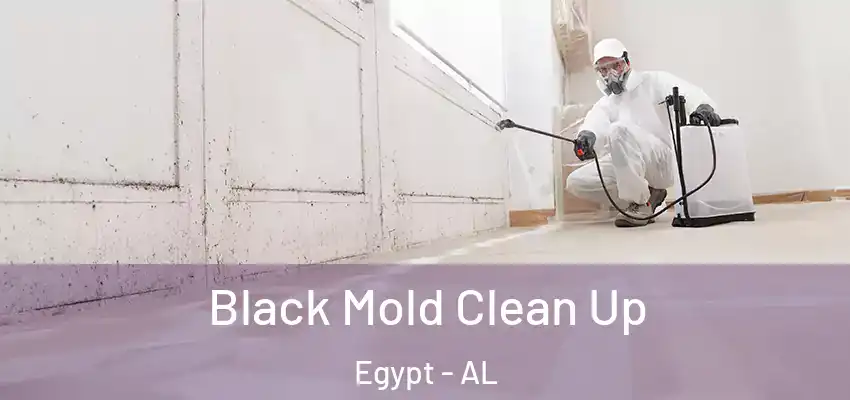 Black Mold Clean Up Egypt - AL