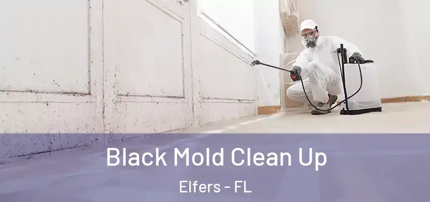Black Mold Clean Up Elfers - FL