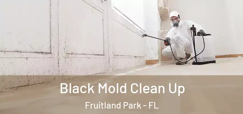  Black Mold Clean Up Fruitland Park - FL