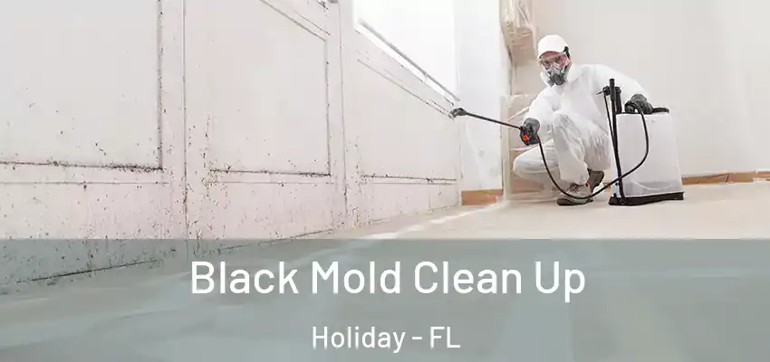 Black Mold Clean Up Holiday - FL