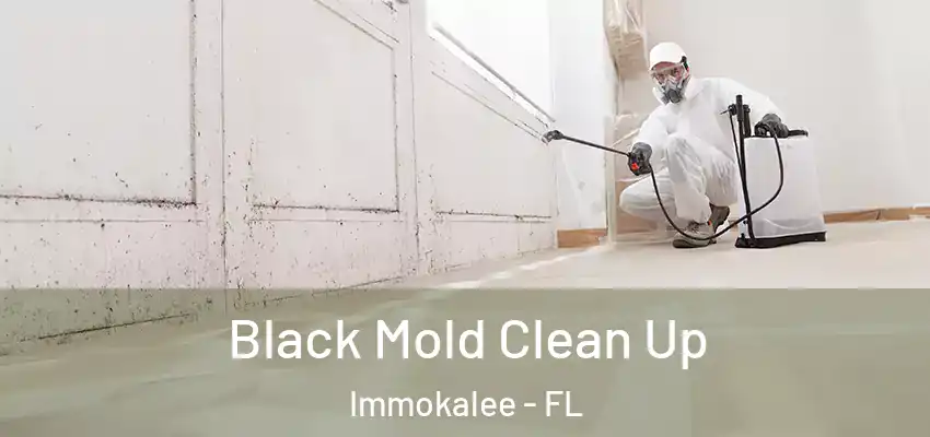 Black Mold Clean Up Immokalee - FL