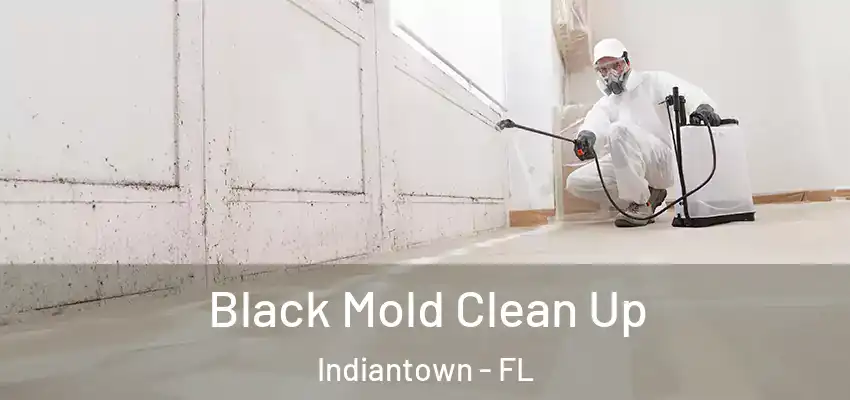 Black Mold Clean Up Indiantown - FL
