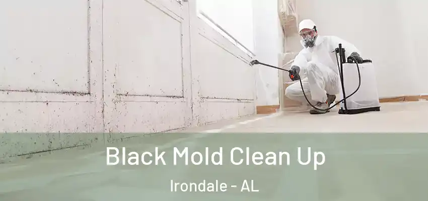 Black Mold Clean Up Irondale - AL