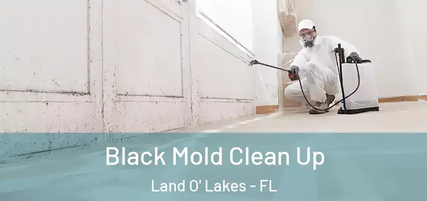  Black Mold Clean Up Land O' Lakes - FL