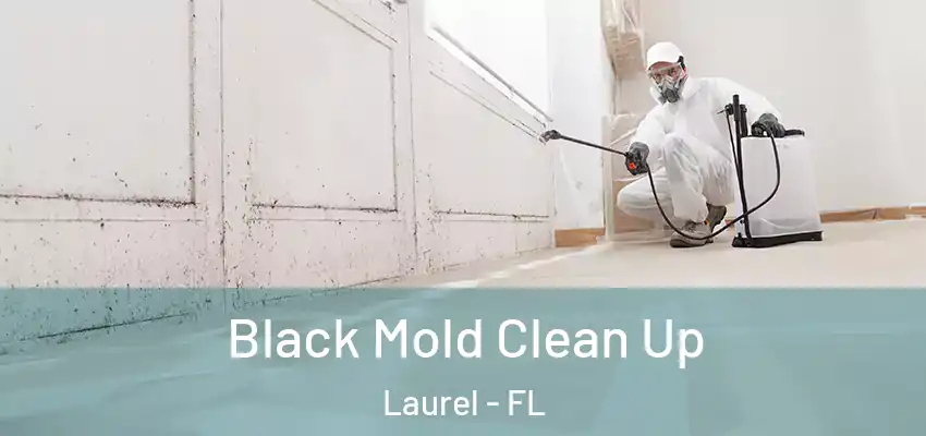 Black Mold Clean Up Laurel - FL