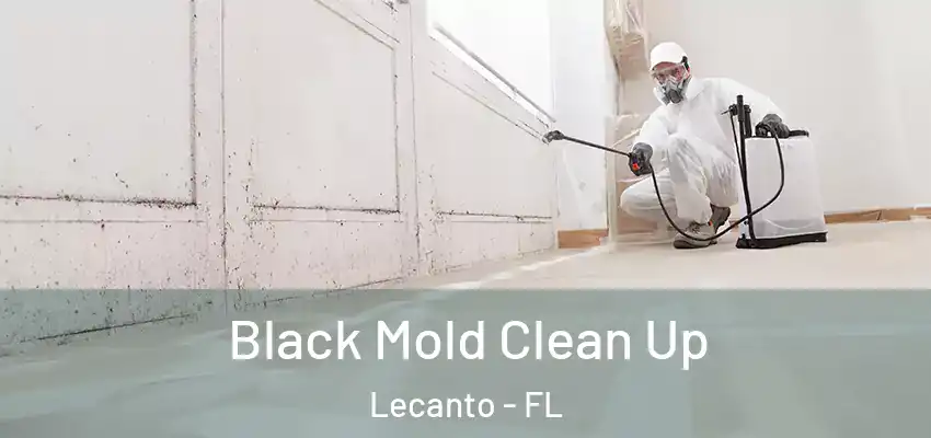  Black Mold Clean Up Lecanto - FL