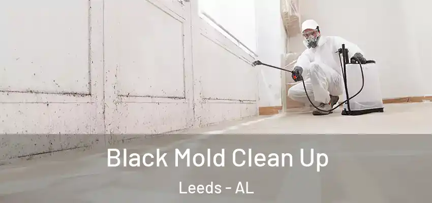 Black Mold Clean Up Leeds - AL