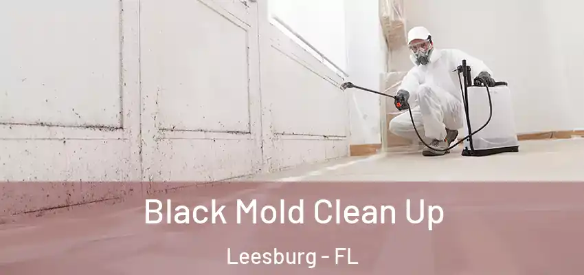 Black Mold Clean Up Leesburg - FL