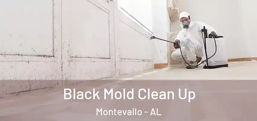 Black Mold Clean Up Montevallo - AL