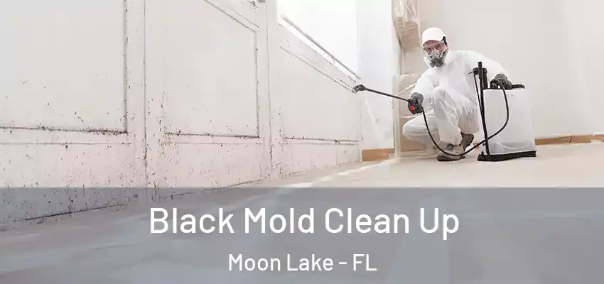 Black Mold Clean Up Moon Lake - FL