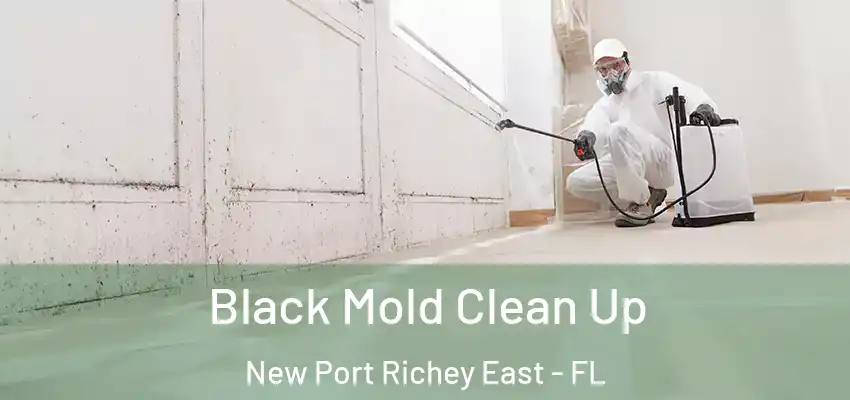 Black Mold Clean Up New Port Richey East - FL