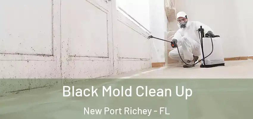 Black Mold Clean Up New Port Richey - FL