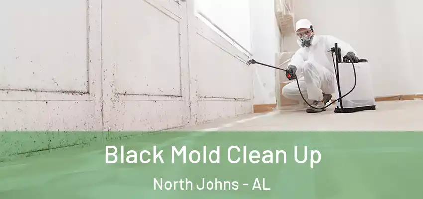 Black Mold Clean Up North Johns - AL