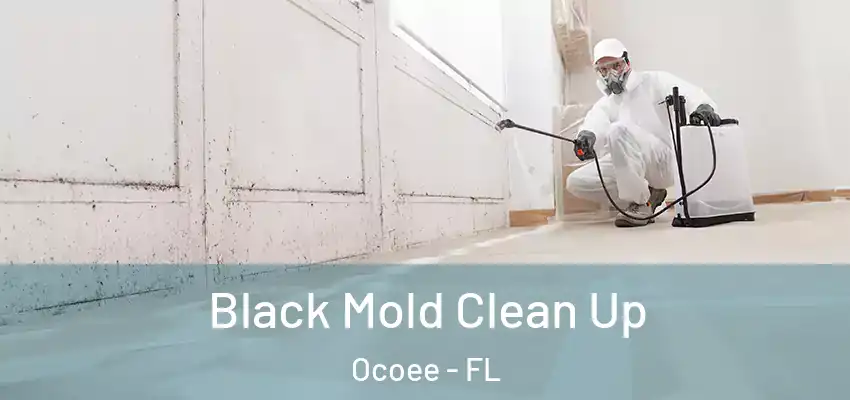 Black Mold Clean Up Ocoee - FL
