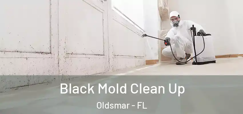 Black Mold Clean Up Oldsmar - FL