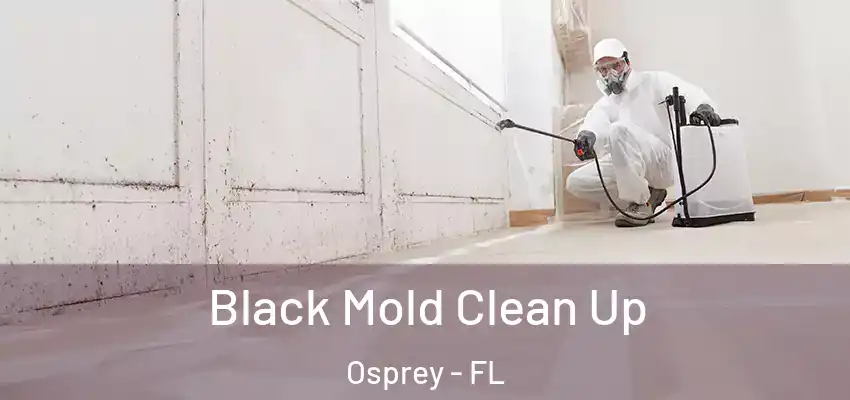 Black Mold Clean Up Osprey - FL