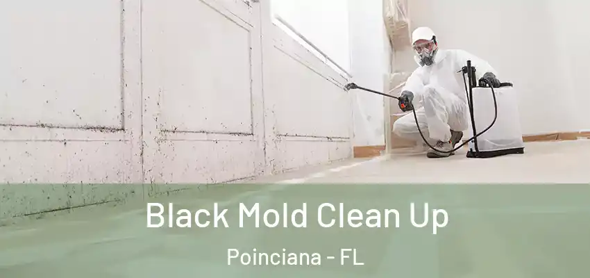  Black Mold Clean Up Poinciana - FL