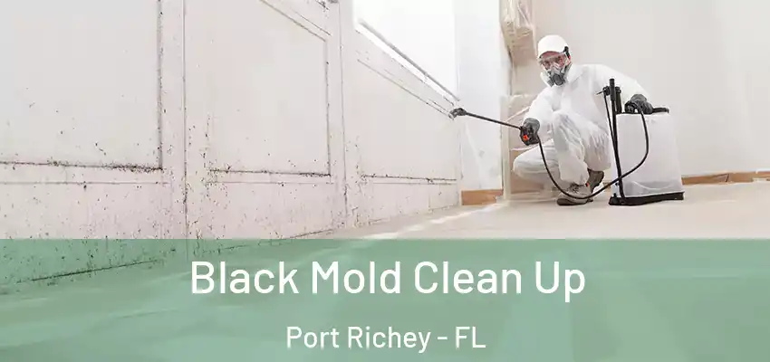 Black Mold Clean Up Port Richey - FL