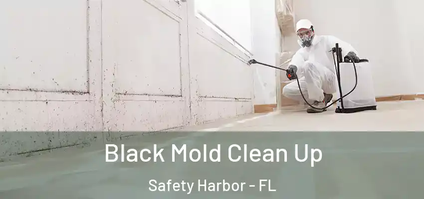 Black Mold Clean Up Safety Harbor - FL