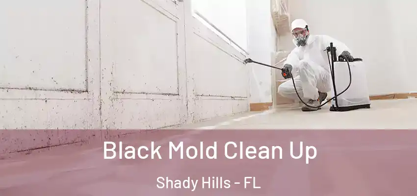  Black Mold Clean Up Shady Hills - FL