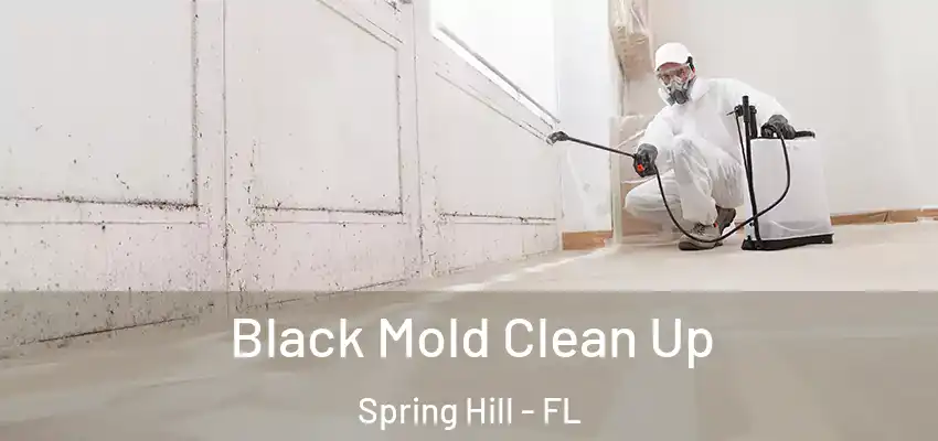  Black Mold Clean Up Spring Hill - FL