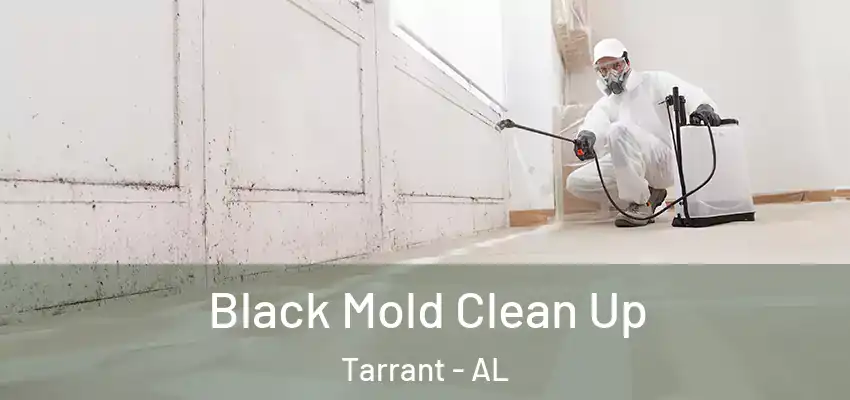 Black Mold Clean Up Tarrant - AL