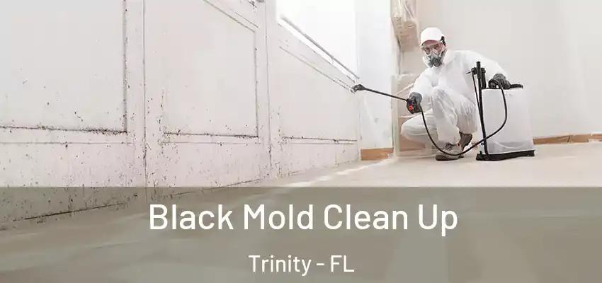  Black Mold Clean Up Trinity - FL