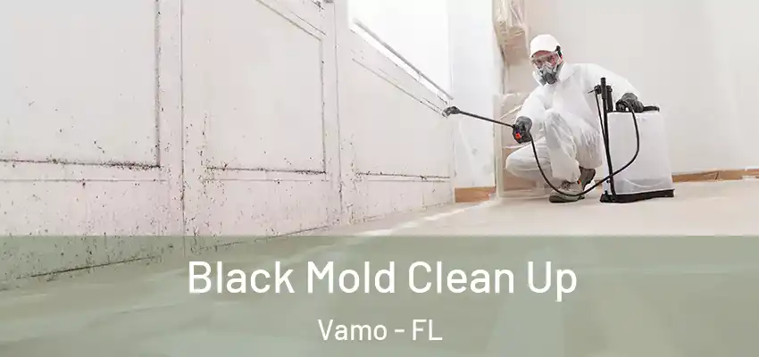 Black Mold Clean Up Vamo - FL