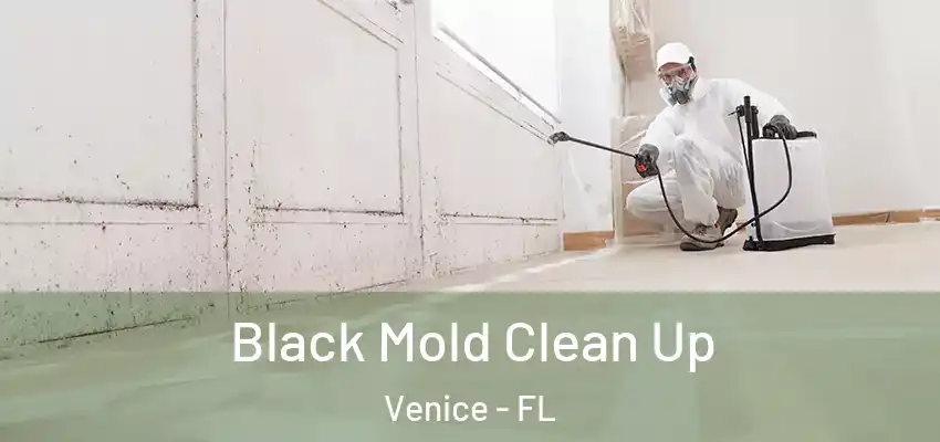 Black Mold Clean Up Venice - FL