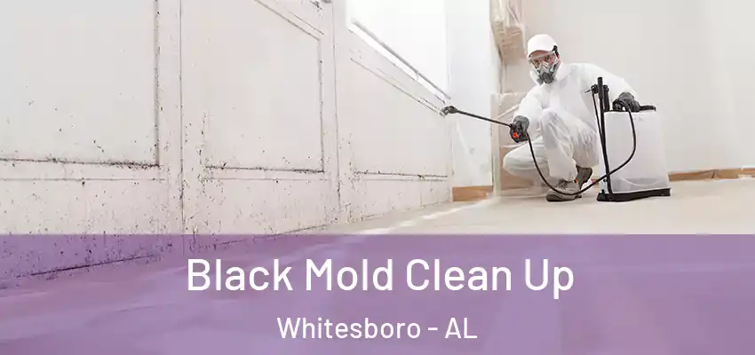  Black Mold Clean Up Whitesboro - AL