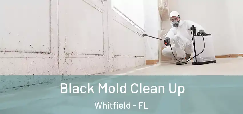 Black Mold Clean Up Whitfield - FL