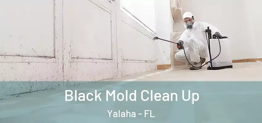 Black Mold Clean Up Yalaha - FL