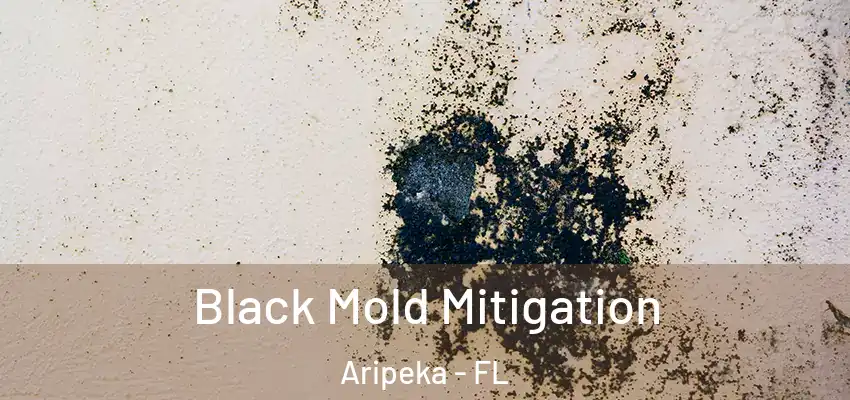  Black Mold Mitigation Aripeka - FL