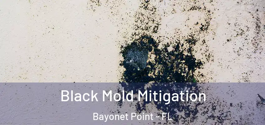 Black Mold Mitigation Bayonet Point - FL