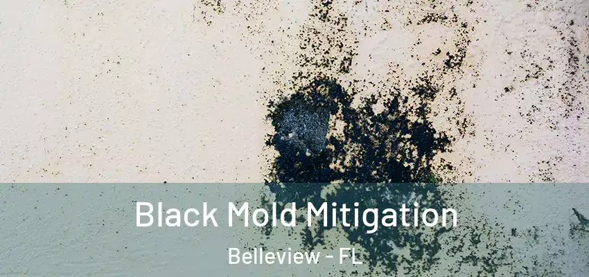 Black Mold Mitigation Belleview - FL