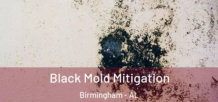 Black Mold Mitigation Birmingham - AL