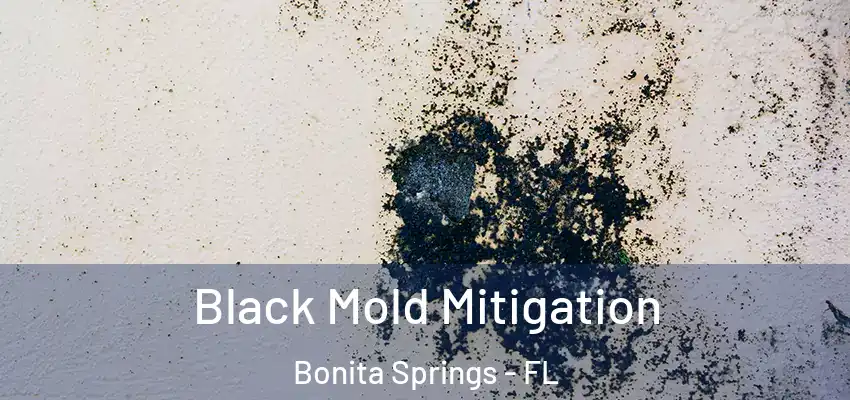  Black Mold Mitigation Bonita Springs - FL