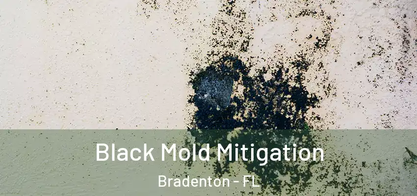 Black Mold Mitigation Bradenton - FL