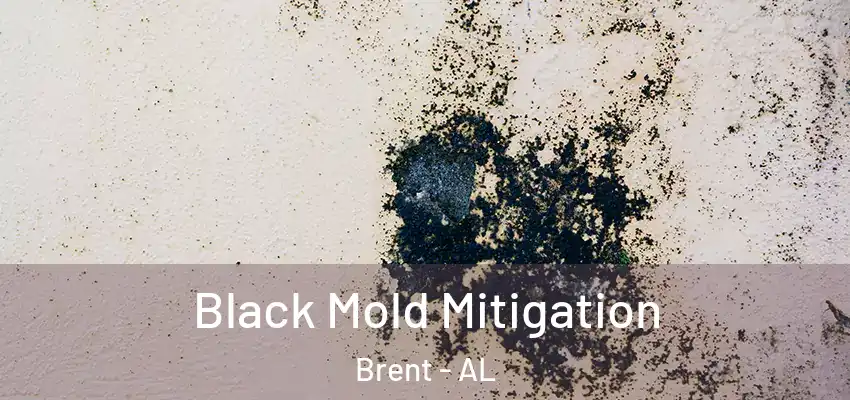 Black Mold Mitigation Brent - AL