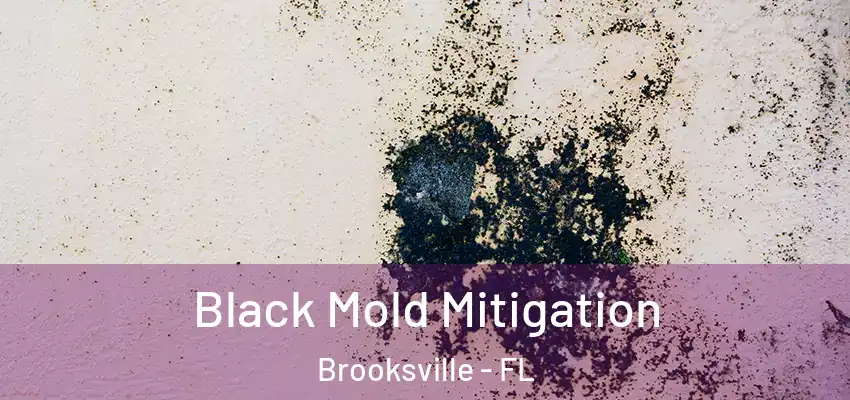 Black Mold Mitigation Brooksville - FL