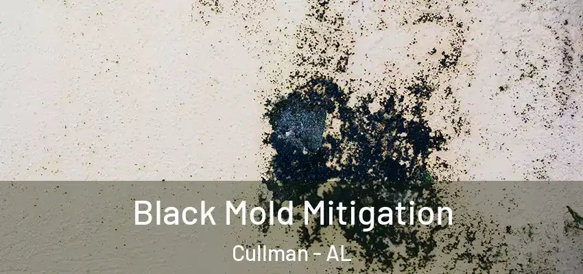 Black Mold Mitigation Cullman - AL