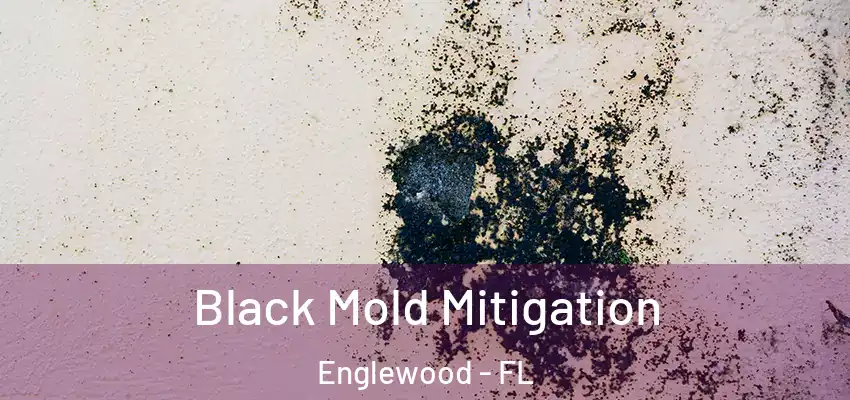 Black Mold Mitigation Englewood - FL