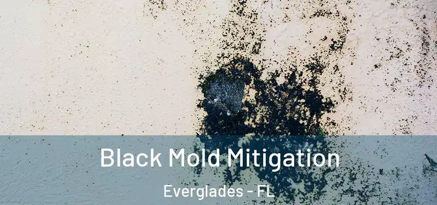  Black Mold Mitigation Everglades - FL